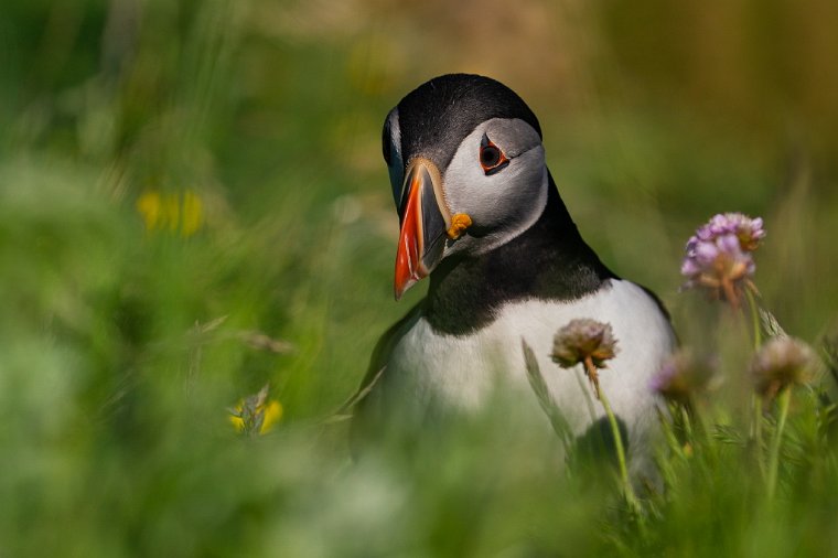 124 Treshnish eilanden, papegaaiduiker.jpg